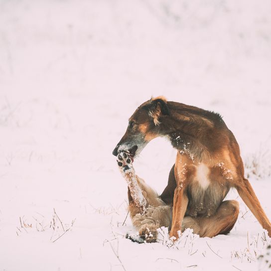 Chortaj preening Chrotaj breed description, short haired greyhound, giant dog breed, greyhound breed from Russia, Russian dog breed, Chortaja Borzaja, Hortaya Borzaya, Hort, Horty, brown dog with tilt ears in the snow