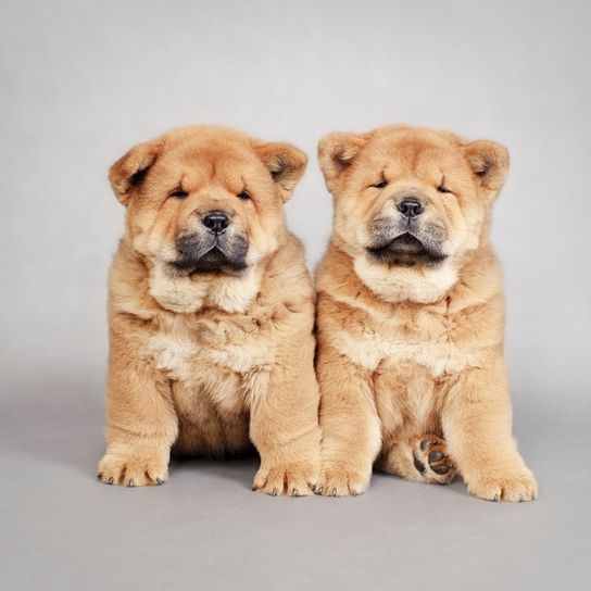 Dog,Mammal,Vertebrate,Canidae,Dog breed,Carnivore,Chow chow,Companion dog,Non-Sporting Group,Snout,