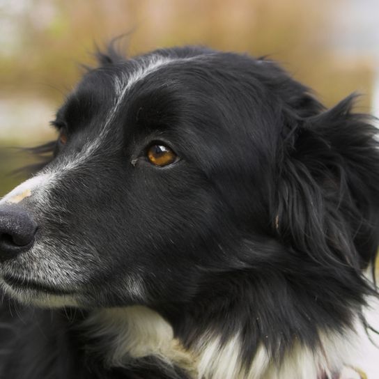 Welsh Sheepdog, Ci Defaid Cymreig, black and white dog, dog with merle look, Border Collie like, Welsh dog breed, dog from England, British dog breed medium size, dog with long coat like Collie, dog with prick ears and floppy ears, herding dog, sheepdog