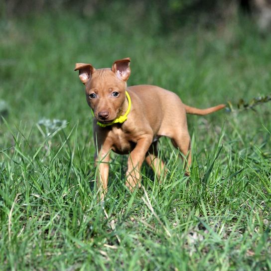 Cirneco dell etna puppy on meadow, sicilian dog breed, hunting dog breed puppy, brown red dog with prick ears from Italy