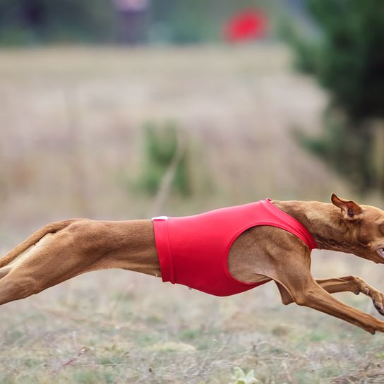 Cirneco dell Etna running and jumping, brown red dog with vest, running dog; greyhound from Italy, small racing dog, hunting dog breed, dog with very large standing ears