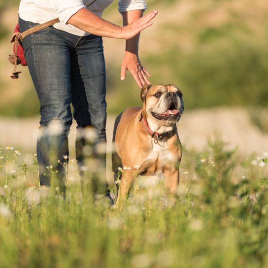 Dog learns the command Stay, Continental Bulldog standing on a meadow with owner, medium dog breed with short coat, beginner dog, dog similar to Bulldog
