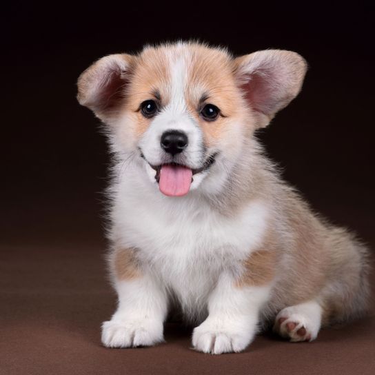 Corgi puppy Dog,Mammal,Vertebrate,Dog breed,Canidae,Welsh Corgi,Pembroke welsh corgi,Puppy,Carnivore,Cardigan welsh corgi,