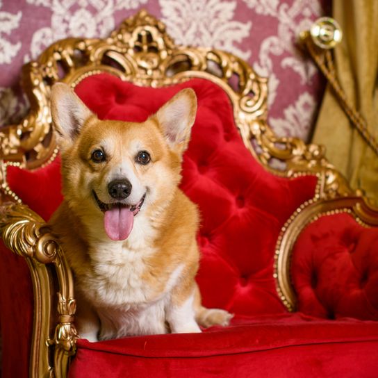 Corgi Queen Dog,Mammal,Vertebrate,Canidae,Welsh Corgi,Pembroke welsh corgi,Dog breed,Carnivore,Red,Cardigan welsh corgi,