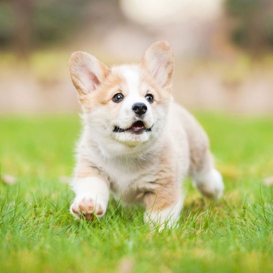 Corgie Dog,Mammal,Vertebrate,Dog breed,Welsh Corgi,Canidae,Pembroke welsh corgi,Puppy,Carnivore,Cardigan welsh corgi,