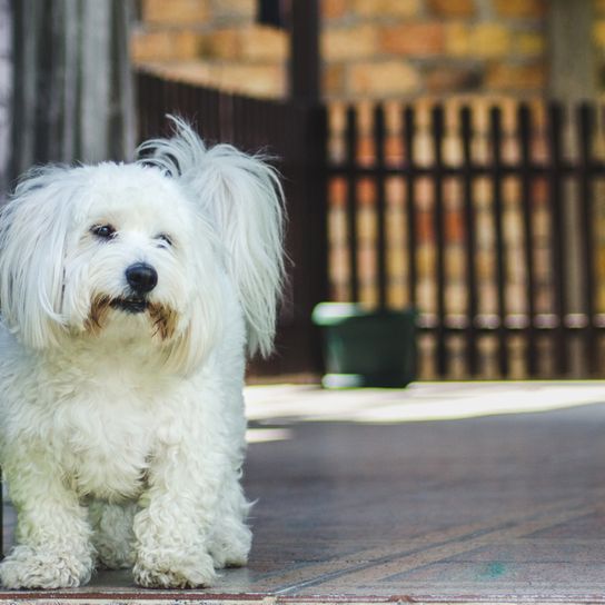 Coton de Tulear white, dog similar to Bolognese and Havanese, dog also called cotton dog, allergy dog, dog breed for allergic persons, allergy to dog hair can be eliminated with this breed, dog similar to Bichon Frise, white small dog breed for beginners, dog for children, children dog breed, family dog