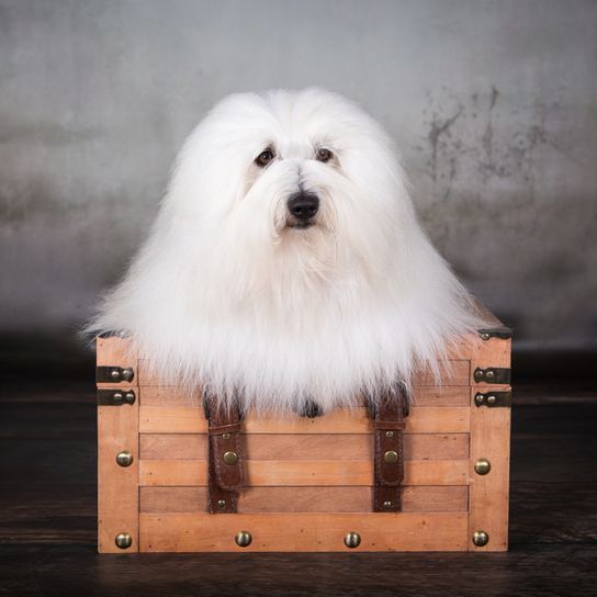 Coton de Tulear white smooth coat, dog similar to Bolognese and Havanese, dog also called cotton dog, allergy dog, dog breed for allergic people, allergy to dog hair can be eliminated with this breed, dog similar to Bichon Frise, white small dog breed for beginners, dog for children, children's dog breed, family dog, dog combed for a dog show, smoothed coat on dog, dog sits on a box and has very long coat