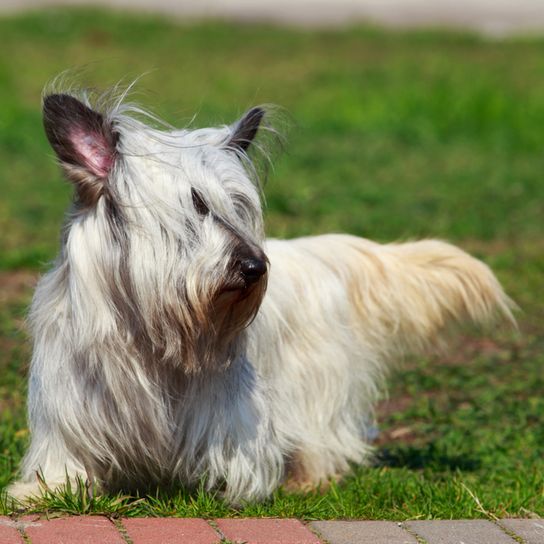 Skye Terrier breed description, cream colored dog breed, small dog, one man dog, dog for beginners, family dog, Scottish dog breed, breed from Scotland with funny ears, dog with bat ears and fur on the ears