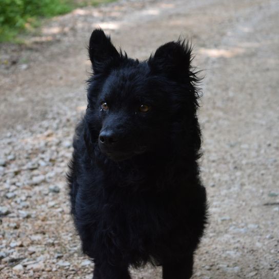 black dog breed, Croatian shepherd dog, Hrvatski ovčar, Croatian shepherd dog, sheep dog, dog from Croatia, dog similar to Pumi, dog similar to Spitz, black dog, medium dog, shepherd dog, dog with prick ears on a gravel floor