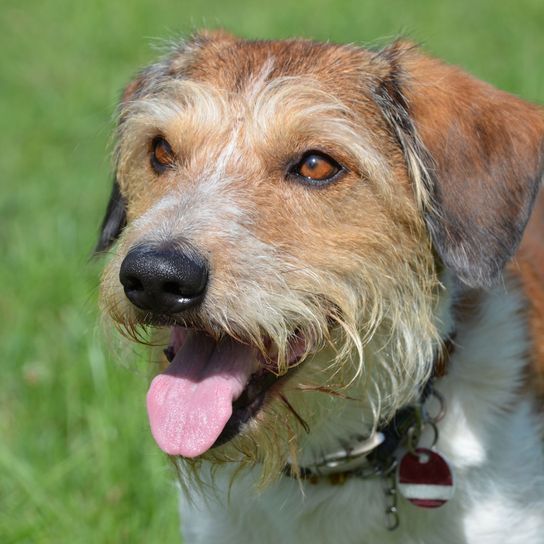 Dog,Mammal,Vertebrate,Dog breed,Canidae,Bosnian coarse-haired hound,Carnivore,Companion dog,Styrian coarse-haired hound,Snout,