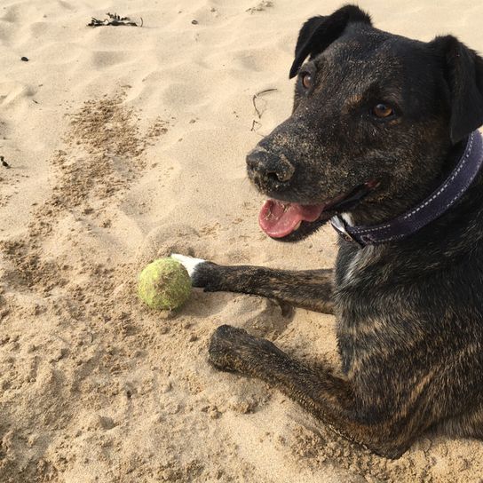 Cursinu, French dog breed, brindle dog breed, dog with tiger colour and white mark, herding dog from Corsica, dog breed from France, dog on sand, dog breed on STrand with a tennis ball