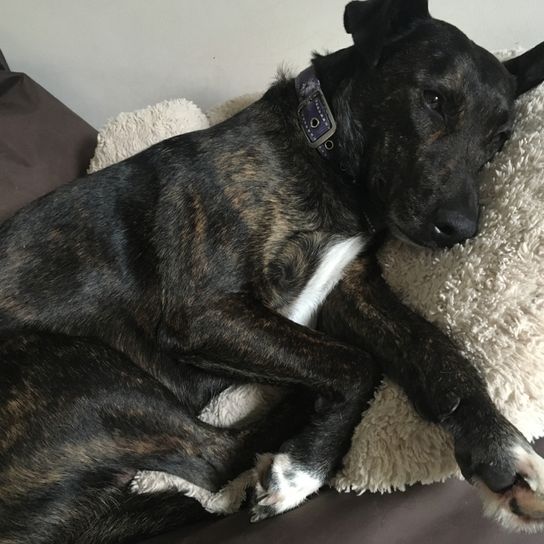Cursinu, French dog breed, brindle dog breed, dog with tiger color and white mark, herding dog from Corsica, dog breed from France, dog on his dog bed and sleeping, sleeping dog
