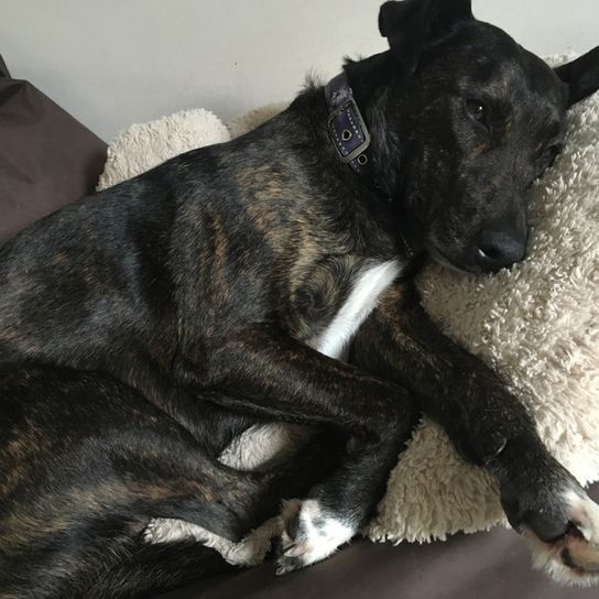 Cursinu dog on bed Cursinu, French dog breed, brindle dog breed, dog with tiger color and white mark, herding dog from Corsica, dog breed from France, dog on his dog bed and sleeping, sleeping dog