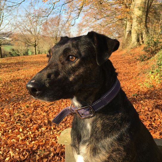Cursinu in autumn Cursinu, French dog breed, brindle dog breed, dog with tiger colour and white mark, herding dog from Corsica, dog breed from France, dog sitting on a bench in autumn