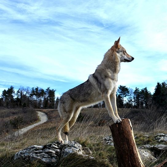 Czechoslovakian wolfhound, Československý vlčiak, Československý vlčák, wolfhound, dog from Czech Republic, large dog breed with prick ears standing on a tree trunk
