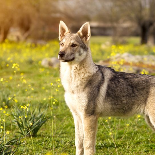 Czechoslovakian Wolfhound, Československý vlčiak, Československý vlčák, wolfhound, dog from Czech Republic, large dog breed with prick ears