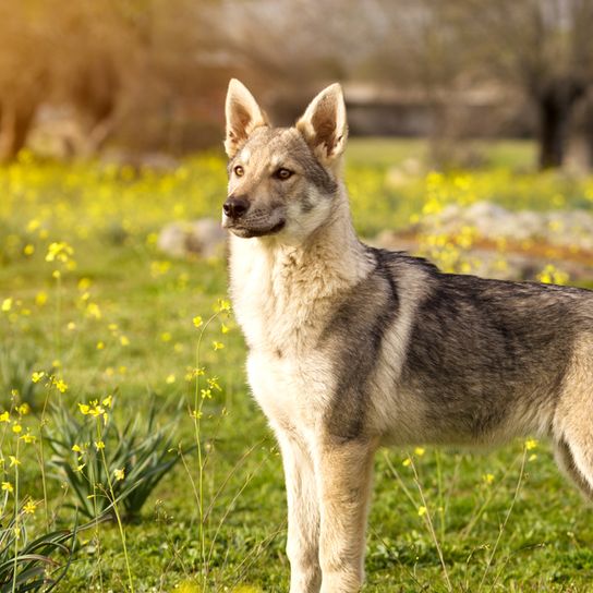 Czechoslovakian Wolfhound Czechoslovakian Wolfhound, Československý vlčiak, Československý vlčák, wolfhound, dog from Czech Republic, large dog breed with prick ears