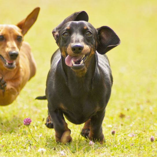 Dachshunds run around the race Dog,Mammal,Vertebrate,Dog breed,Canidae,Carnivore,Pinscher,Hunting dog,Guard dog,Snout,