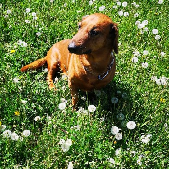 Blume, Pflanze, Hund, Menschen in der Natur, Grün, Hunderasse, Fleischfresser, Gras, Rehkitz, Begleithund,