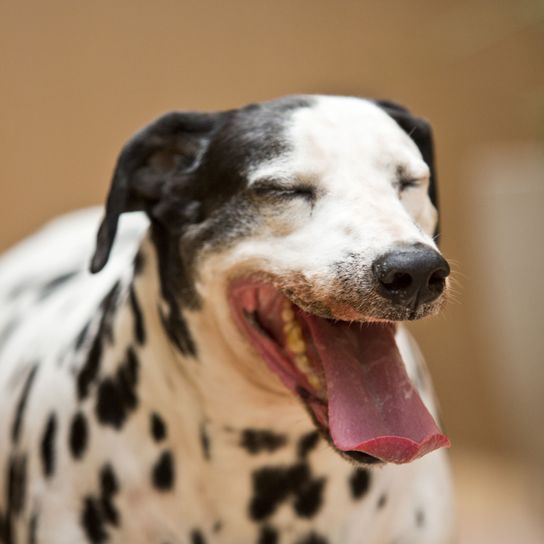 Dog,Mammal,Dalmatian,Vertebrate,Dog breed,Canidae,Facial expression,Carnivore,Snout,Non-Sporting Group,