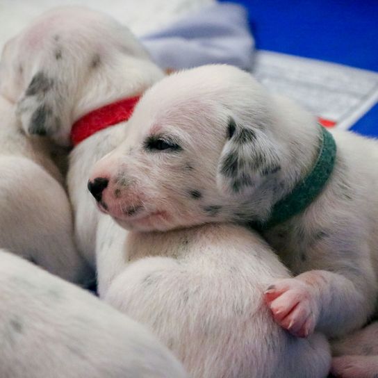 Dalmatian puppy Dog,Mammal,Vertebrate,Canidae,Dog breed,Puppy,Carnivore,Sporting Group,Rare breed (dog),Companion dog,