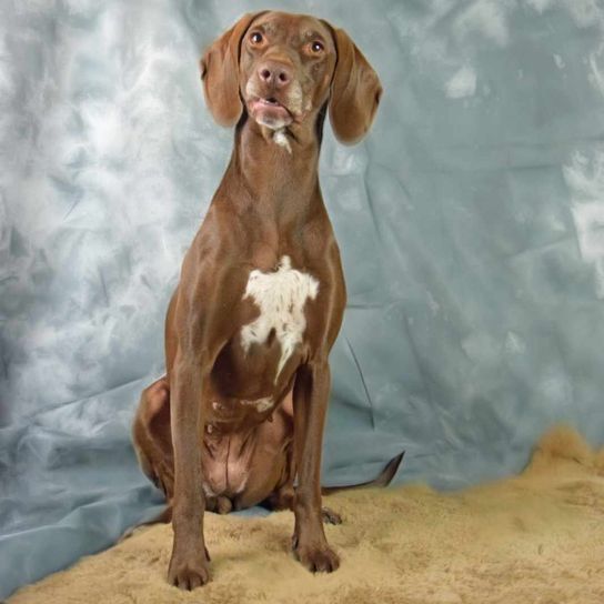 Dalmatian Weimaraner Mongrel Dog, carnivore, liver, fawn, dog breed, working animal, art, companion dog, muzzle, painting,