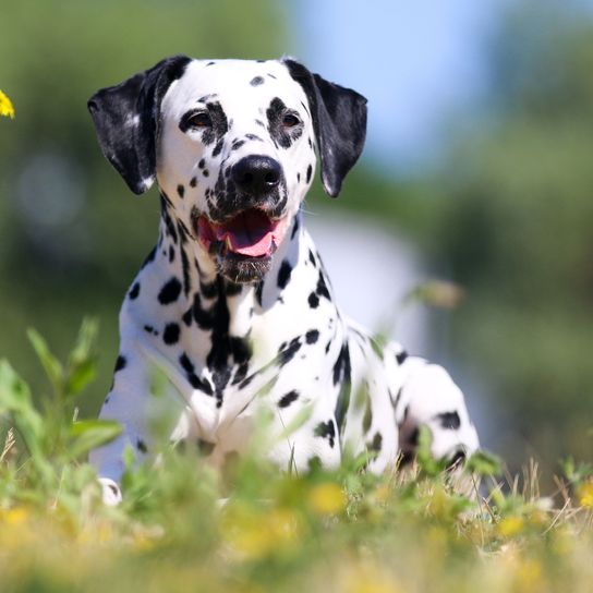 Dog,Dalmatian,Mammal,Vertebrate,Dog breed,Canidae,Carnivore,Non-Sporting Group,Snout,Grass,