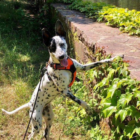 Hund,Pflanze,Wasser,Dalmatiner,Fleischfresser,Hunderasse,Gras,Halsband,Kitz,Bodendecker,