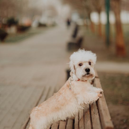 dandie dinmont terrier white, orange, dog with big head, dog similar to dachshund, small dog breed, FCI dog, dog with curly coat, dog, side view, sausage dog