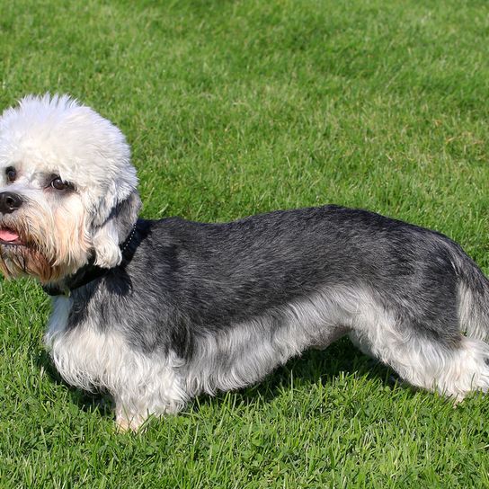 dandie dinmont terrier grey mottled, dog with big head, dog similar to dachshund, small dog breed, FCI dog, grey white dog, side view, sausage dog