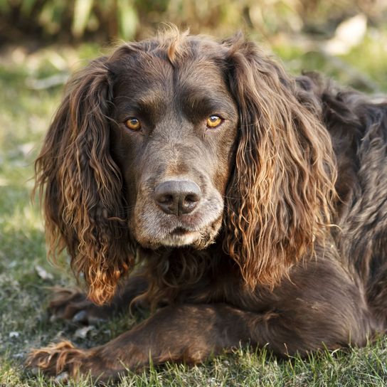 dark brown German Wachtelhund Dog,Mammal,Vertebrate,Canidae,German spaniel,Dog breed,Boykin spaniel,Spaniel,Carnivore,German longhaired pointer,