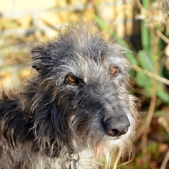 Scottish dog breed, dog similar to greyhound, sighthound, grey large dog, dog with rough hair, Irish wolfhound similar, Deerhound