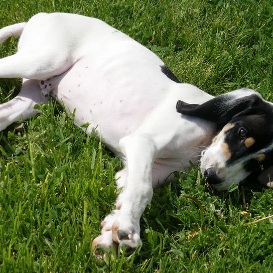 Ariégeois lying in the meadow Mammal,Dog,Vertebrate,Canidae,Dog breed,Grass,Carnivore,Pointer,Sporting Group,Danish swedish farmdog,