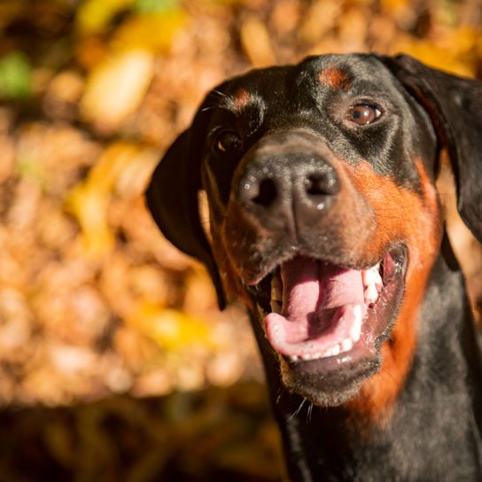 Doberman smiles at the camera Dog,Mammal,Vertebrate,Canidae,Dog breed,Snout,Carnivore,Rottweiler,Leaf,Hunting dog,