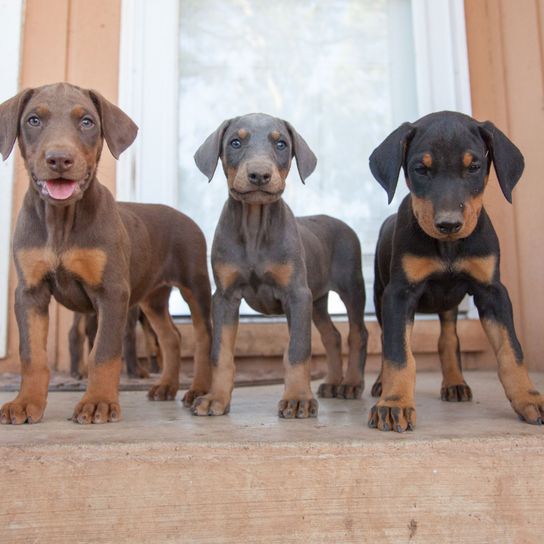 Dog,Mammal,Vertebrate,Dog breed,Canidae,German pinscher,Pinscher,Carnivore,Transylvanian hound,Working dog,