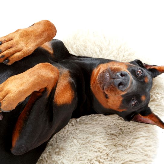 Canidae,Dog,Dog breed,Dobermann,Snout,Pinscher,Carnivore,Guard dog,Rottweiler,Paw,