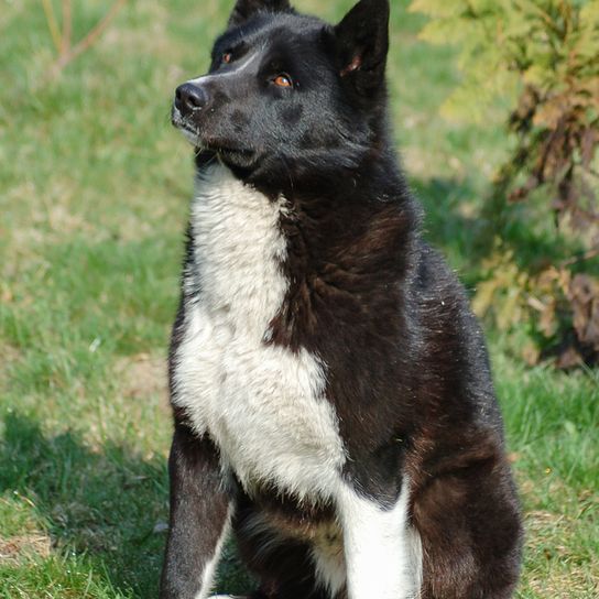 Karelian Bear Dog breed description, Finnish dog breed, dog from Finland, black and white dog with prick ears, dog similar to Husky, dog similar to Spitz, Spitz-like breed, hunting dog, independent dog breed, no beginner dog breed, Panda look in dog, Björnhund, Karjalankarhukoira, large dog