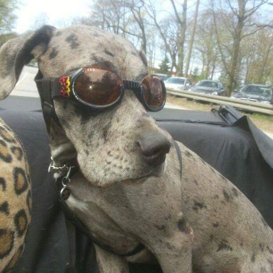 Dogo Canario Great Dane in car with glasses Dog, sky, visual aid, working animal, carnivore, sculpture, dog breed, tree, fawn, collar,