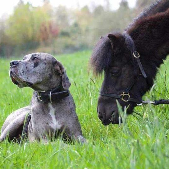 Dogo Canario mix with Great Dane with horse Dog, plant, working animal, grass, liver, land animal, companion dog, grassland, tree, dog breed,