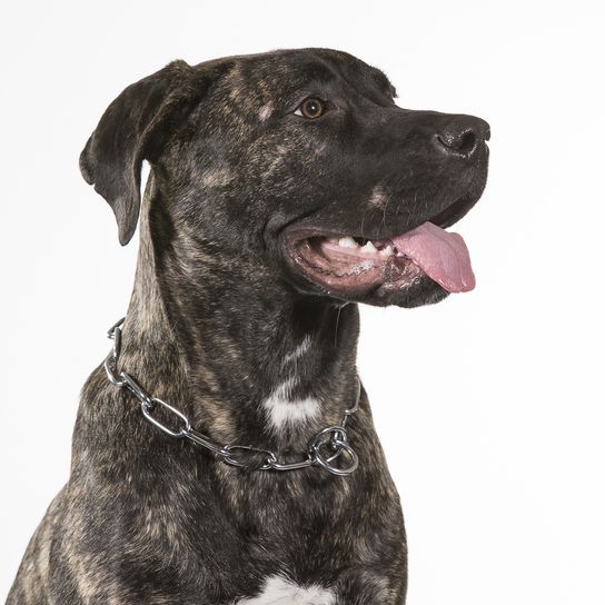 Dogo Canario with necklace Dogo Canario panting, tabby dog breed