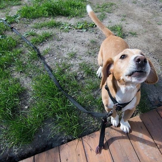 brown white dog breed named Drever, from Sweden standing on a meadow and looking into the camera, bloodhound brown white, dog with floppy ears, small dog breed, medium dog breed, dog from Sweden, hunting dog, brown tail with white tip, dog similar to beagle