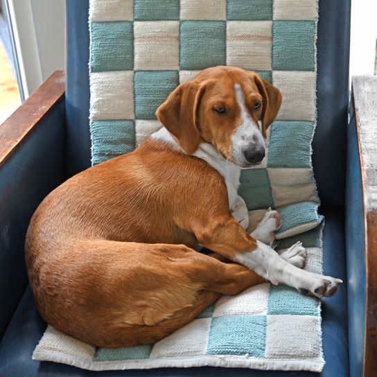 brown white dog breed named Drever, from Sweden lying on a deck chair, badger brown white, dog with floppy ears, small dog breed, medium dog breed, dog from Sweden, hunting dog