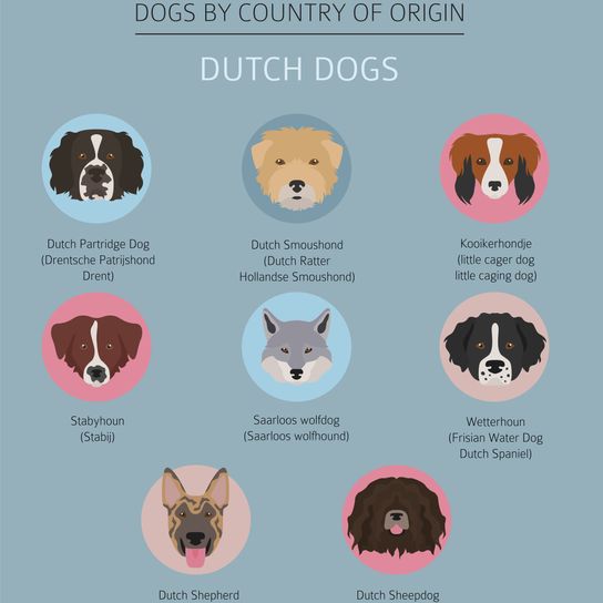 Dutch dogs information Dutch Shepherd brindle, black tabby dog with prick ears, large breed dog from Netherlands, Dutch Shepherd Dog, Shepherd Dog from Netherlands, Hollandse Herder, Hollandse Herdershond, Dutch Shepherd, Breeds Infographic