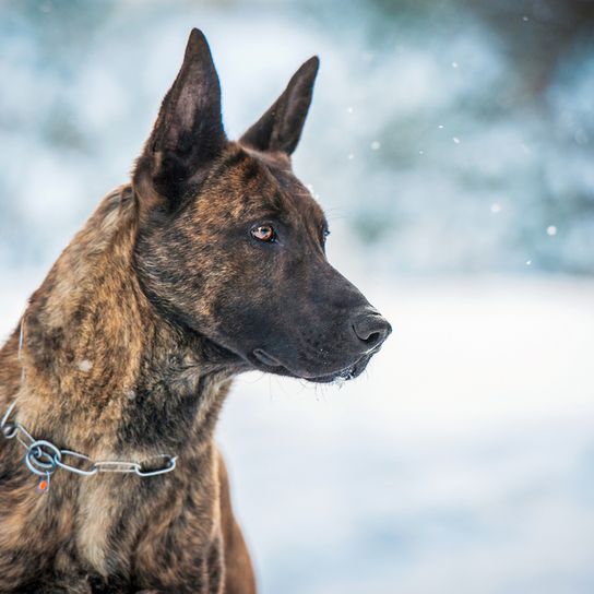 Dutch Shepherd Dog brindle, black tabby dog with prick ears, large dog breed from Netherlands, Dutch Shepherd Dog, Shepherd Dog from Netherlands, Hollandse Herder, Hollandse Herdershond, Dutch Shepherd