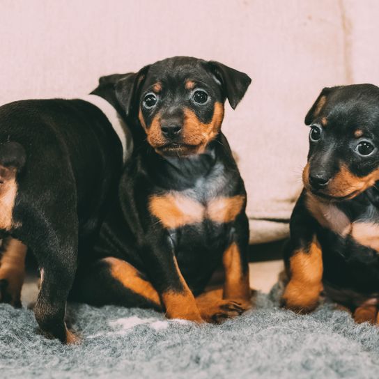 Dog,Mammal,Vertebrate,Dog breed,Canidae,Pinscher,Carnivore,Miniature pinscher,German pinscher,Austrian black and tan hound,