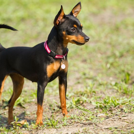 Miniature pinscher standing Dog,Mammal,Vertebrate,Dog breed,Canidae,Toy manchester terrier,German pinscher,Manchester terrier,Carnivore,Miniature pinscher,