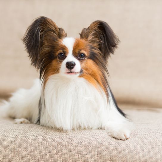 Dwarf spaniel brown white dark brown Continental dwarf spaniel is called Papillon, small dog breed from France with long coat and prick ears