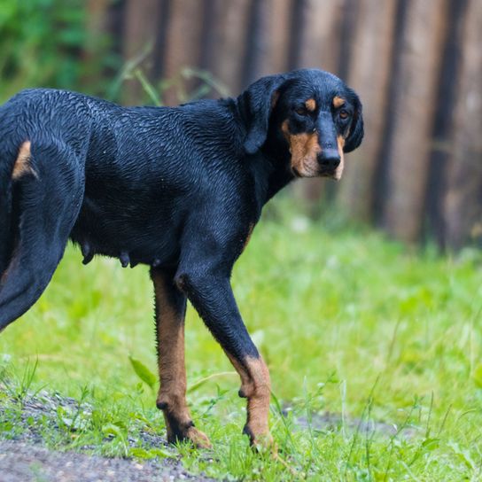Edelyi Kopo dog in grass erdelyi-kopo, hungarian dog breed, dog from Hungary, big brown black dog similar to Doberman, Transylvanian dog