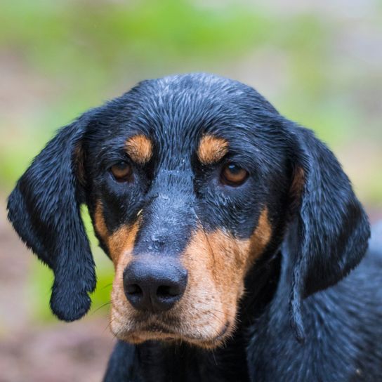 Edelyi Kopo dog erdelyi-kopo, hungarian dog breed, dog from Hungary, big brown black dog similar to Doberman, Transylvanian dog