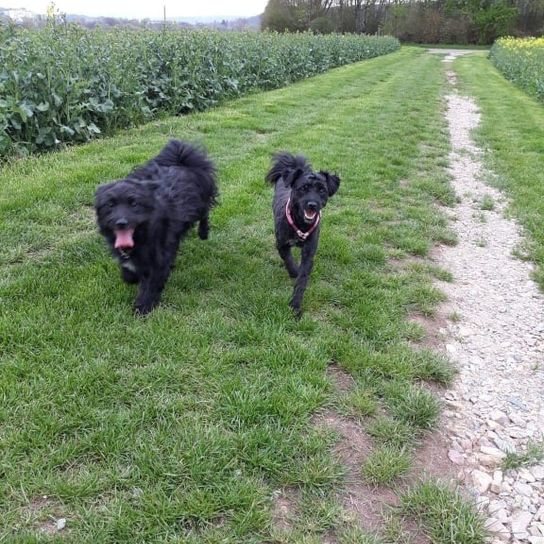 Elopoo © Corinna van Beek Pflanze,Hund,Fleischfresser,Halsband,Gras,Himmel,Hunderasse,Begleithund,Baum,Wasserhund,